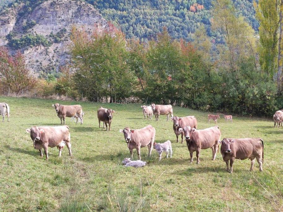 El Refugio De Tena - Tucasaenlospirineos Escarrilla Ngoại thất bức ảnh